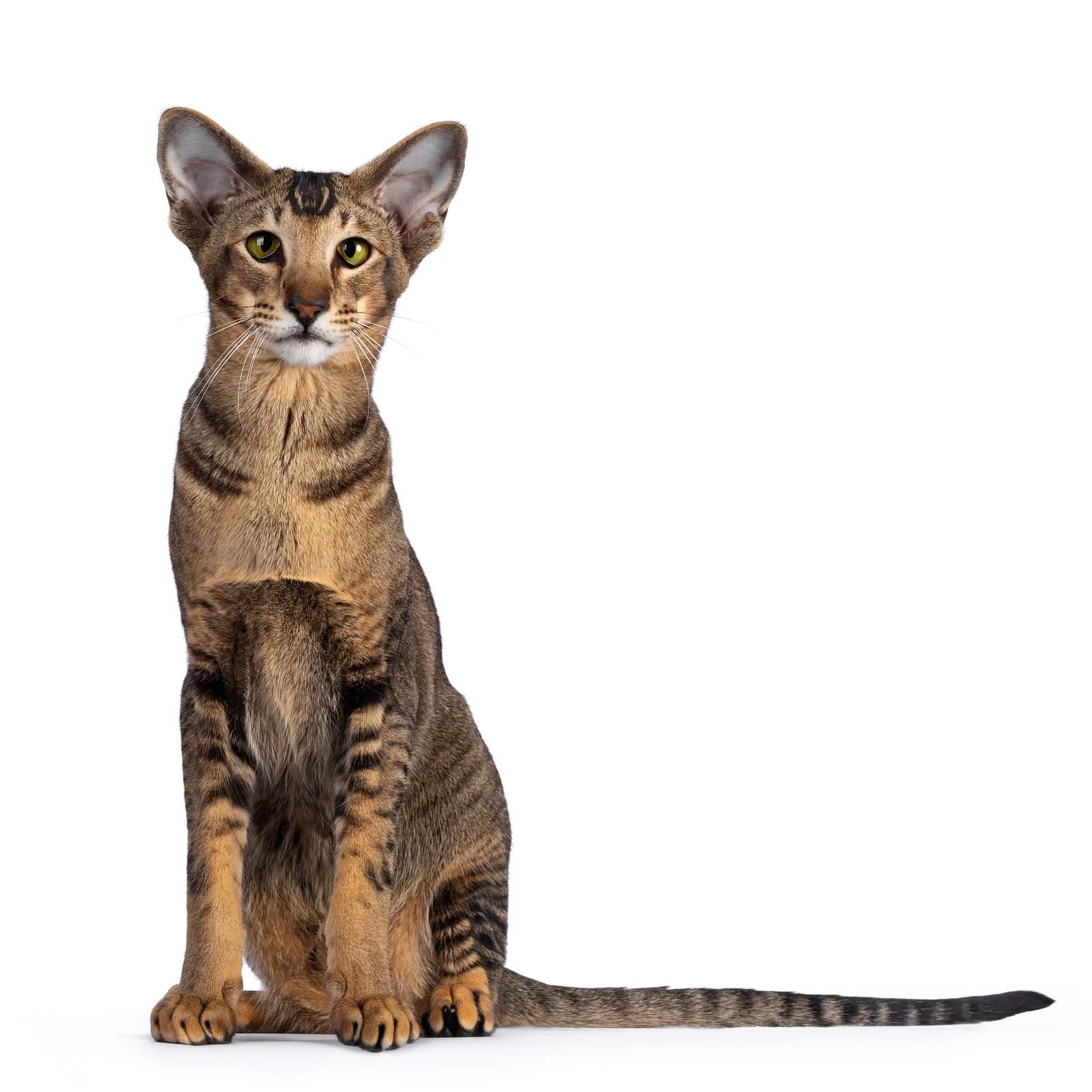 Oriental Shorthair