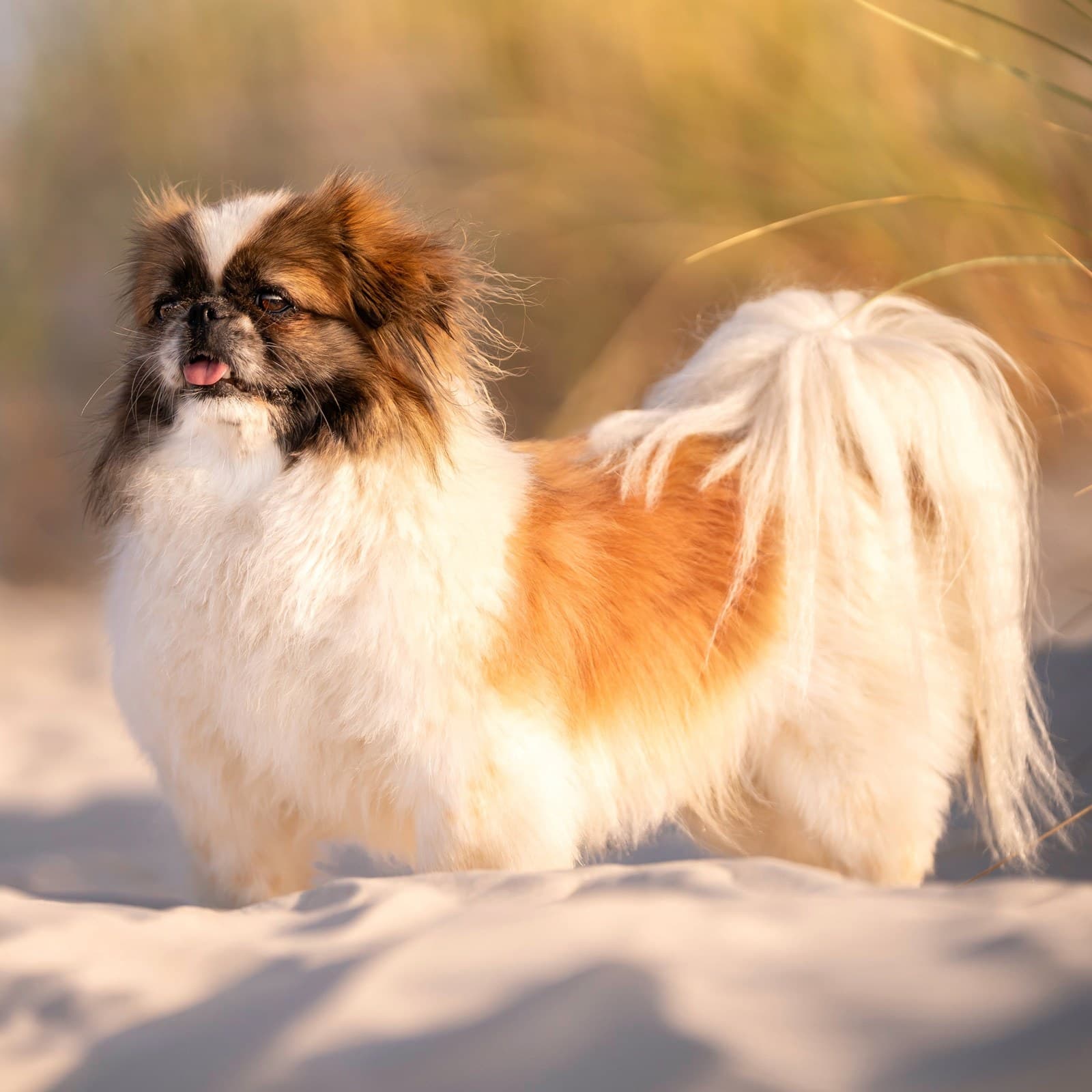 Pekingese