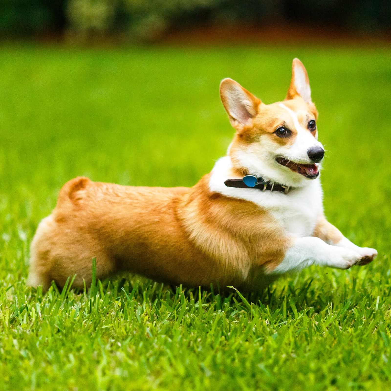 Pembroke Welsh Corgi