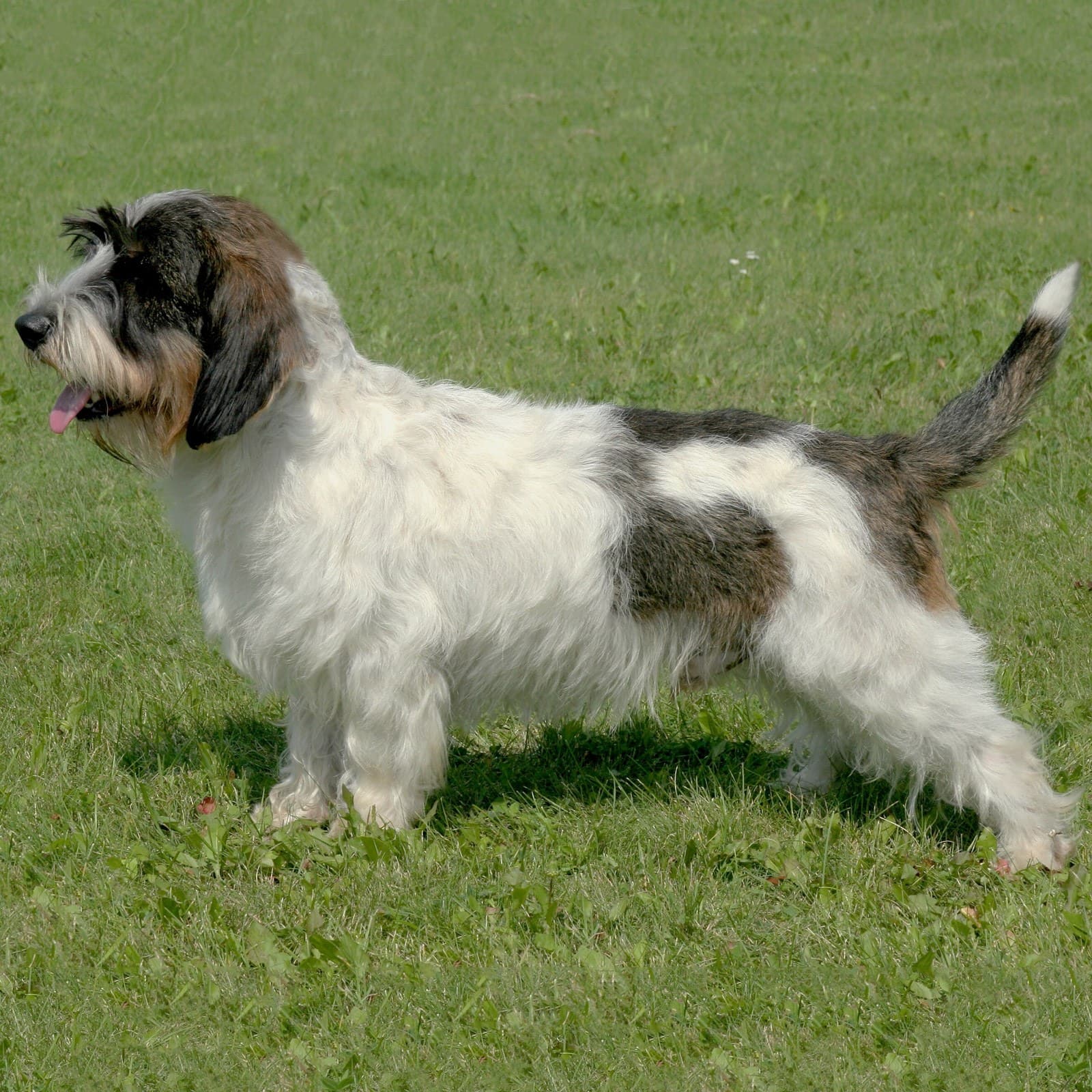 Petit Basset Griffon Vendéen