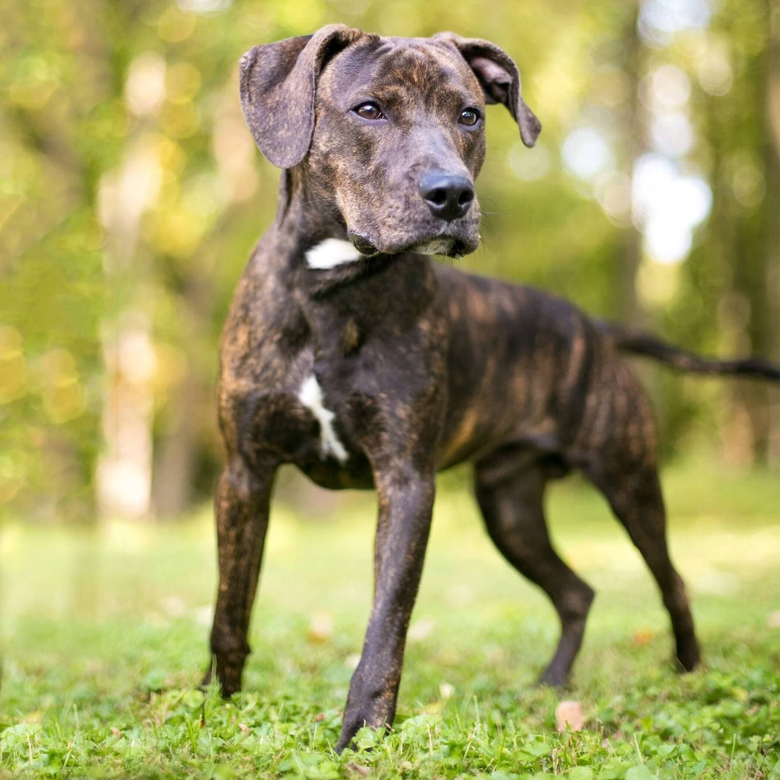 Plott Hound