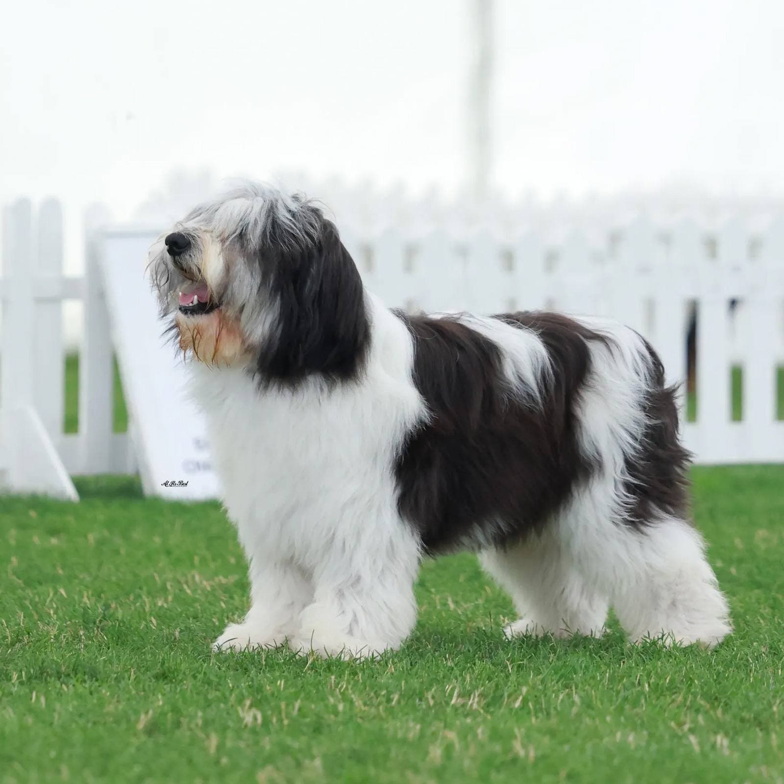 Polish Lowland Sheepdog