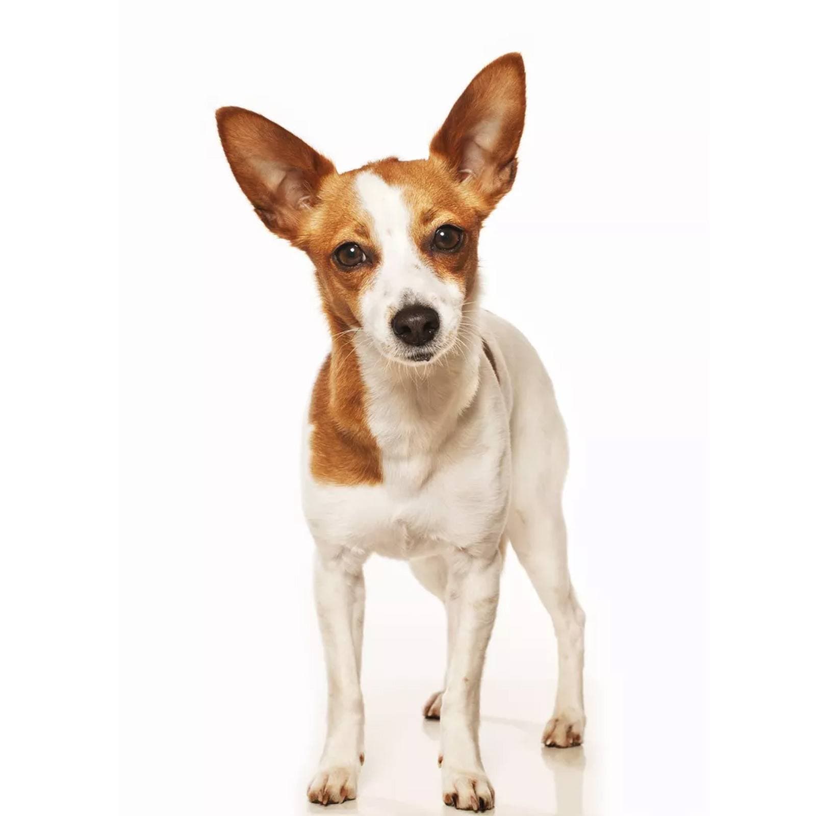 Portuguese Podengo Pequeno
