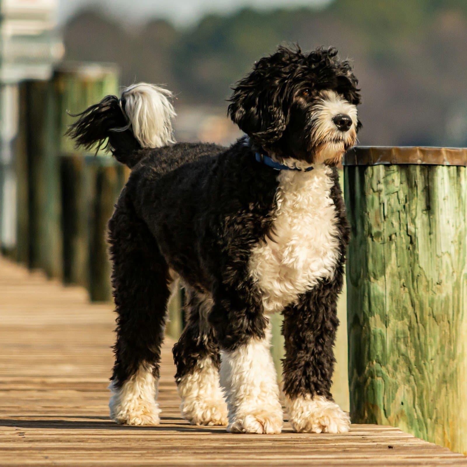 Portuguese Water Dog