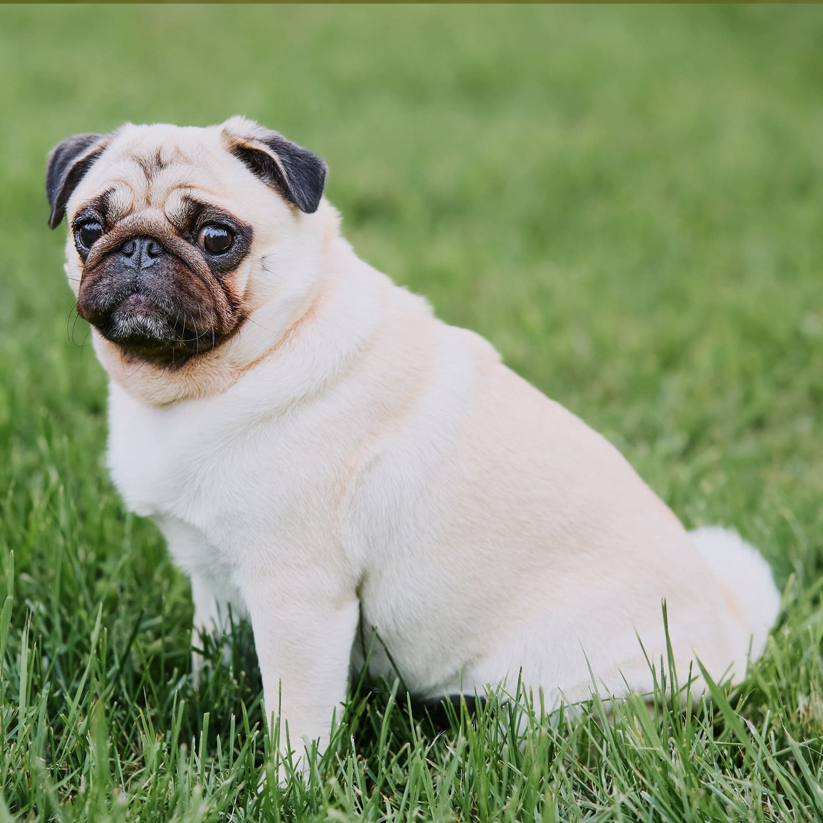 Pug