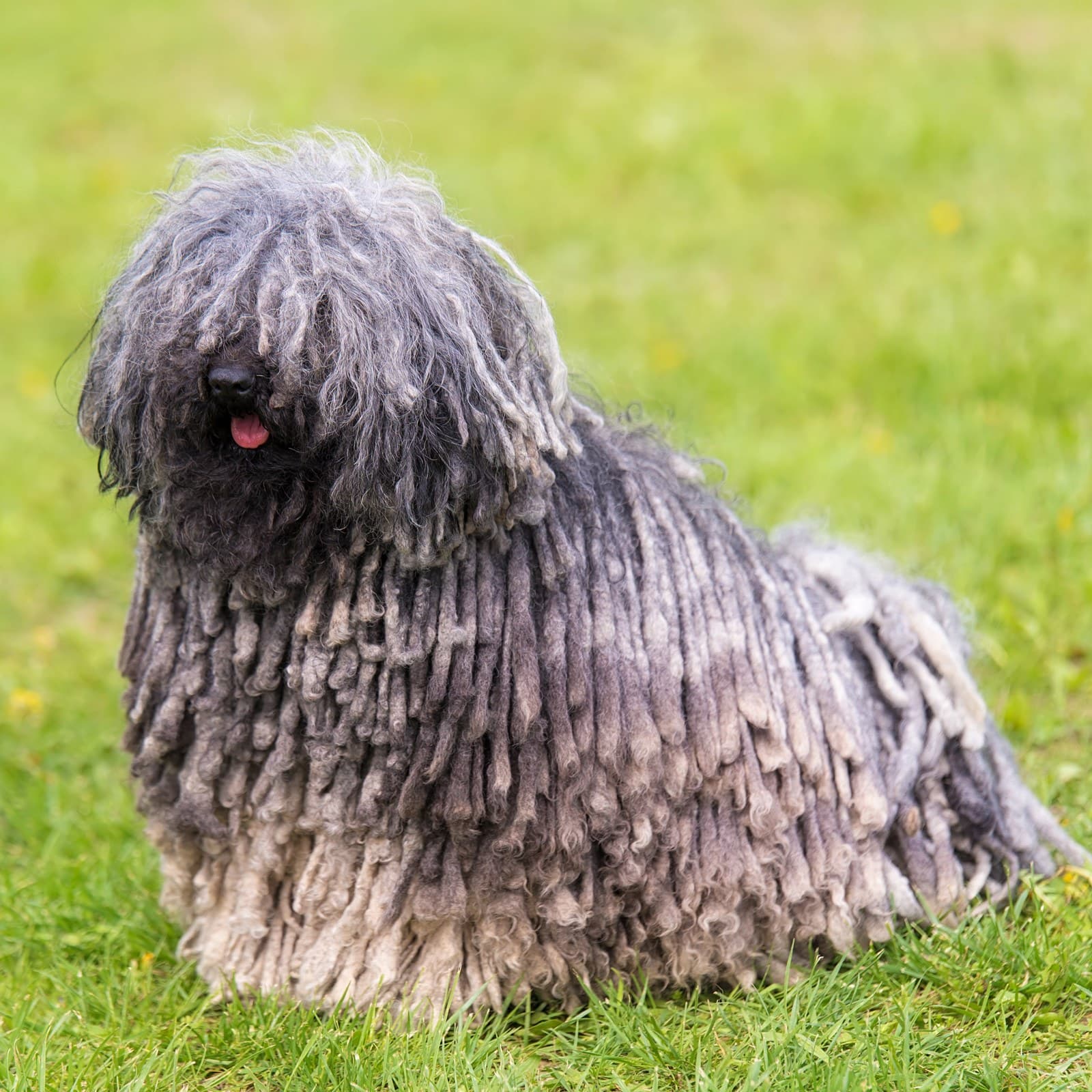 Puli