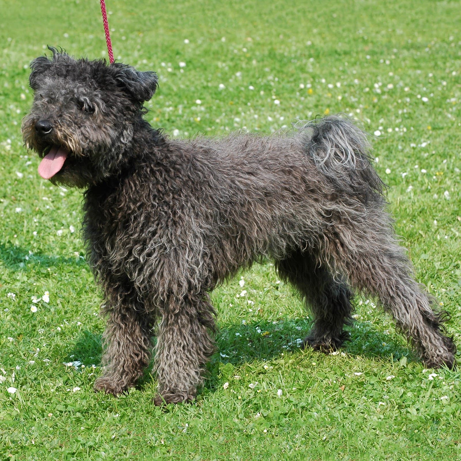 Pumi