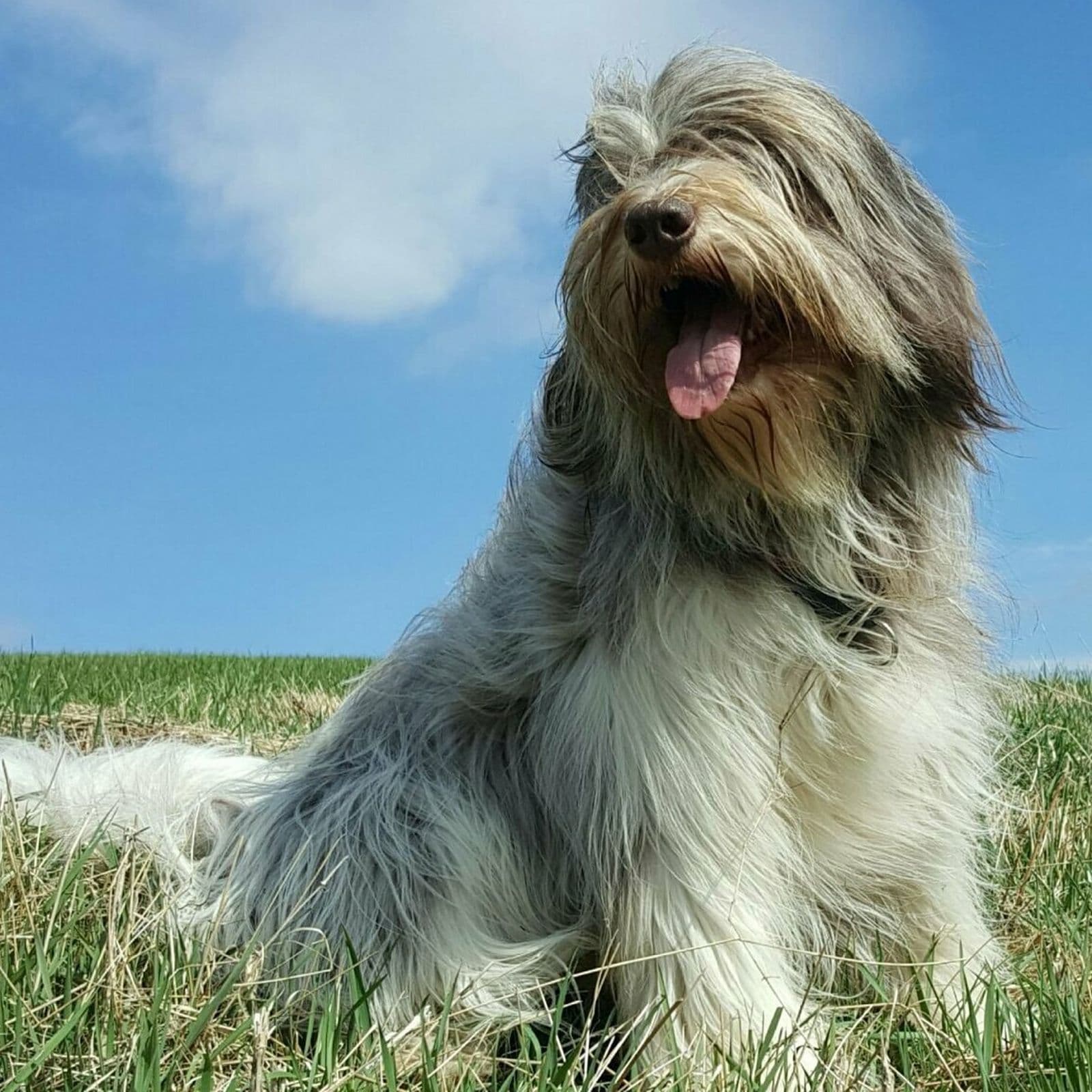 Pyrenean Shepherd