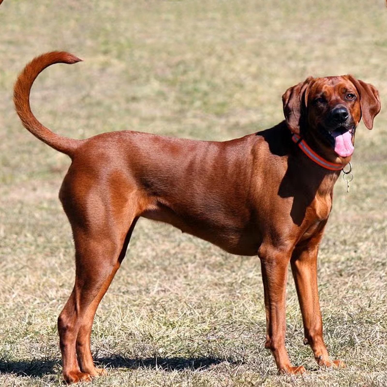 Redbone Coonhound