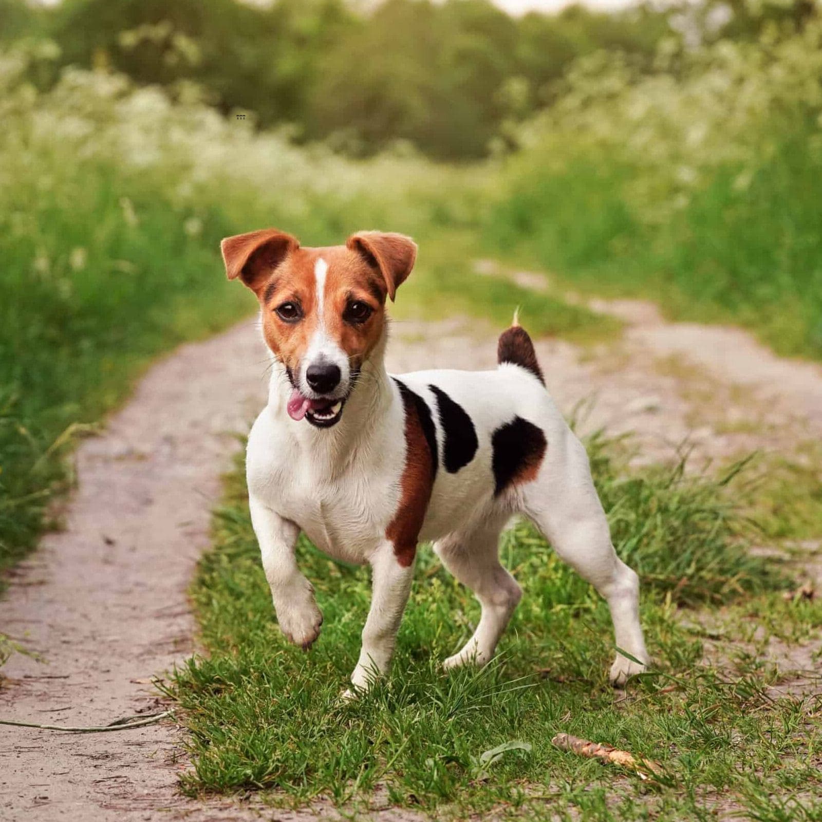 Russell Terrier