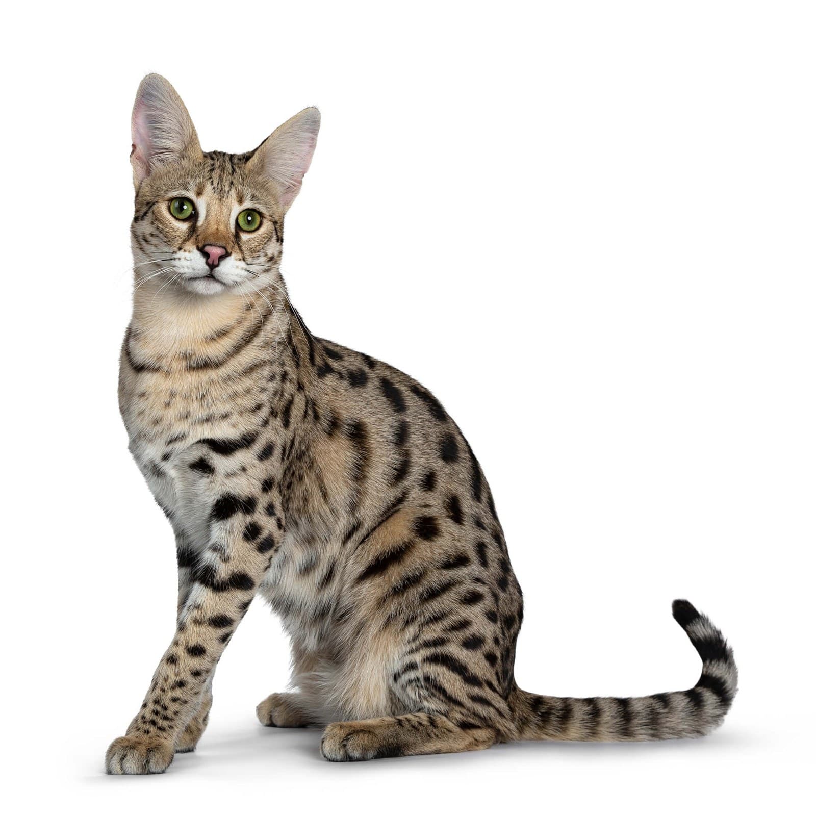 Savannah