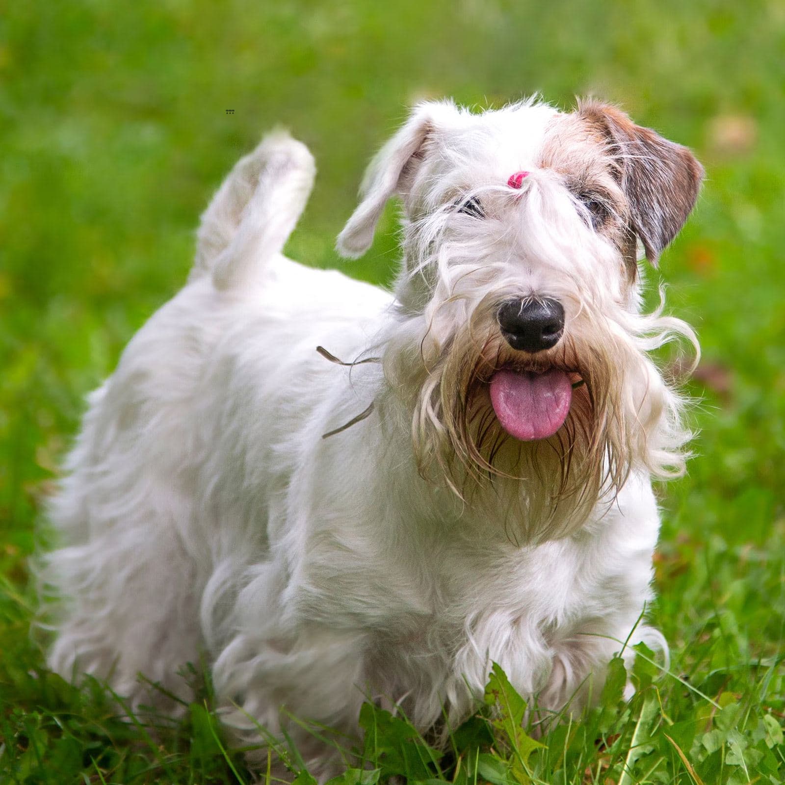 Sealyham Terrier