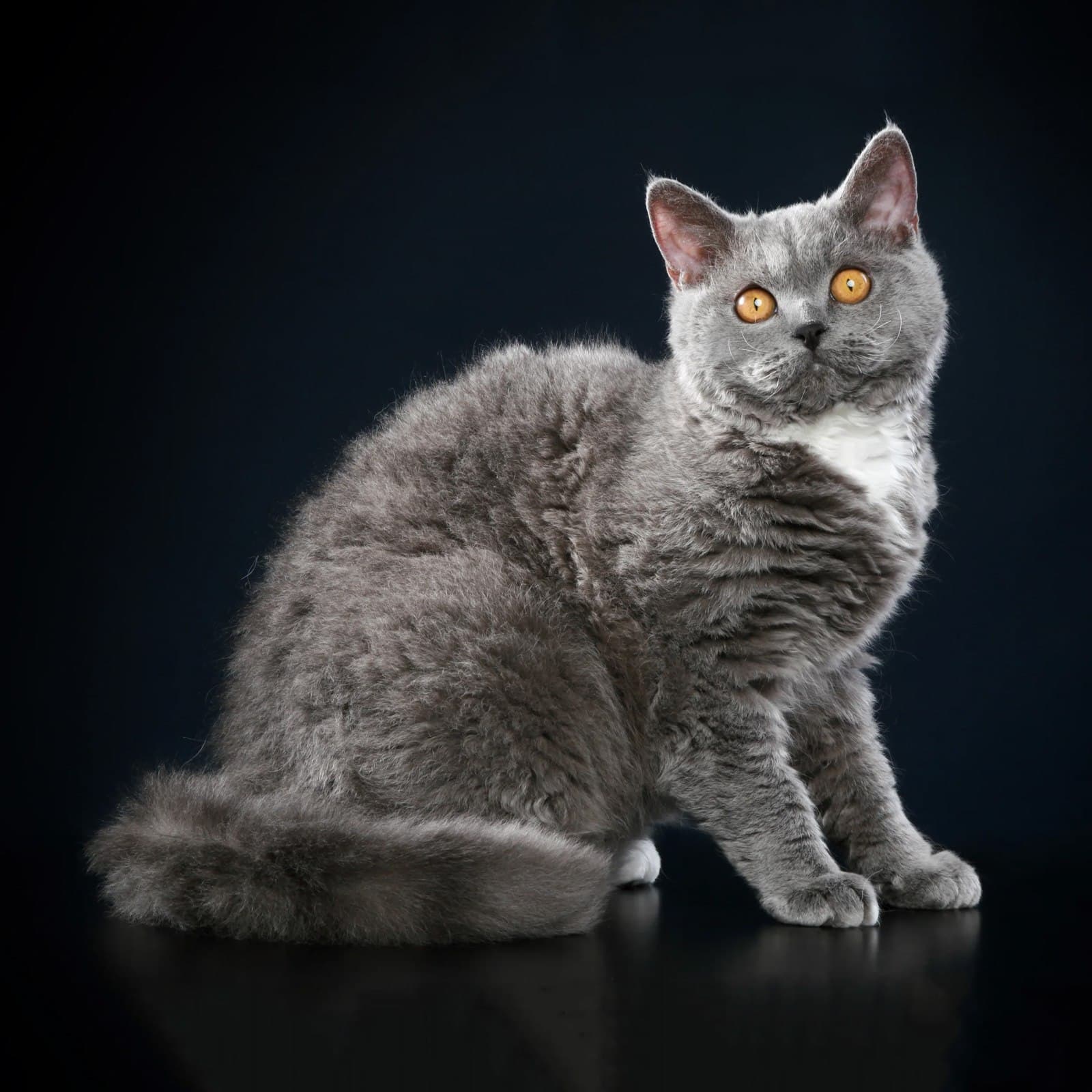 Selkirk Rex