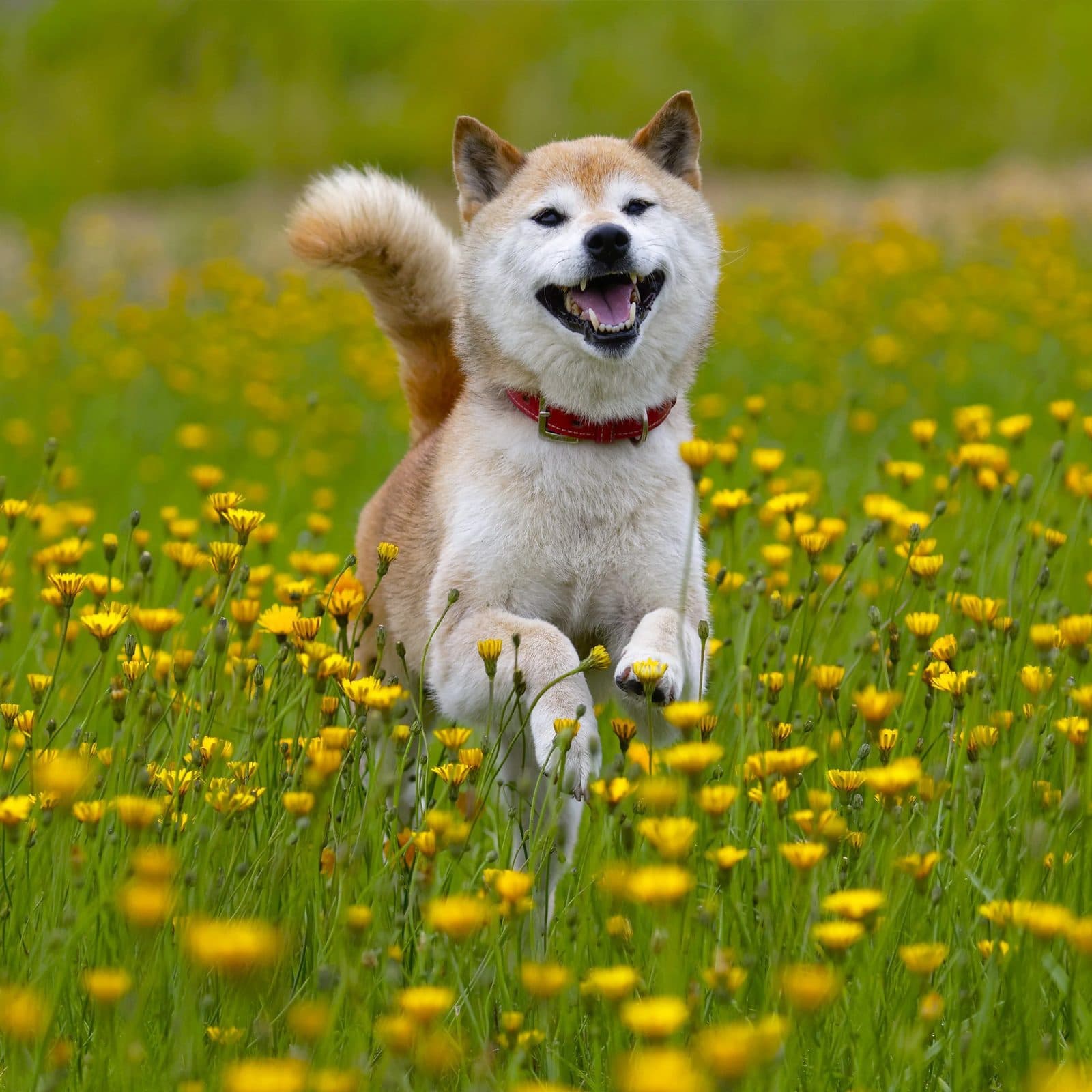 Shiba Inu