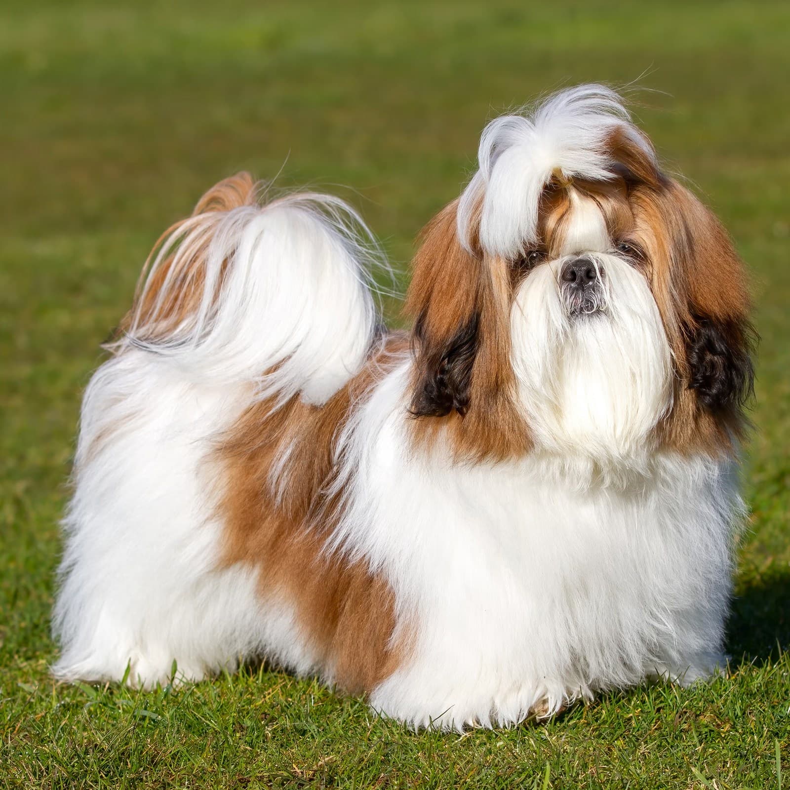 Shih Tzu