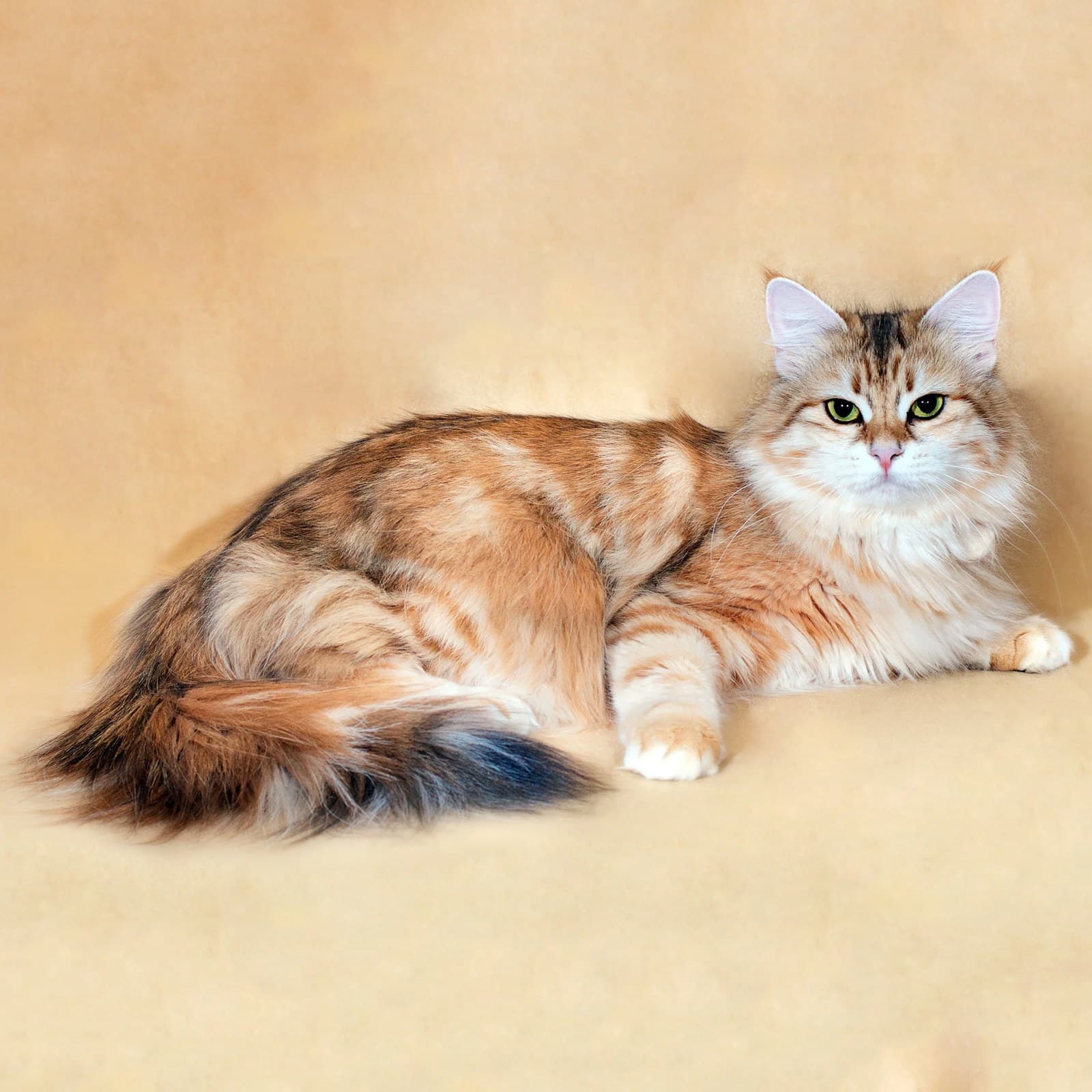 Siberian