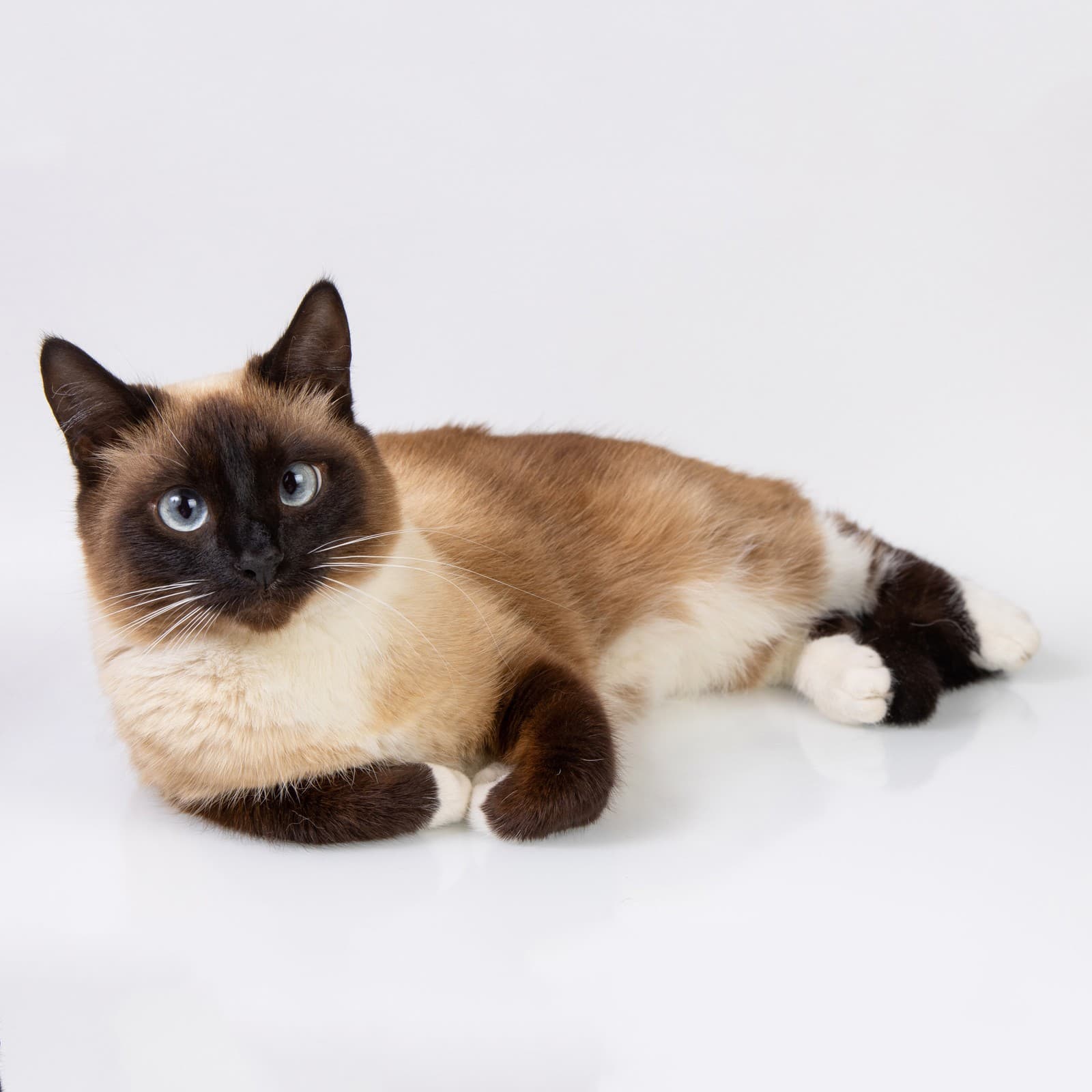 Snowshoe