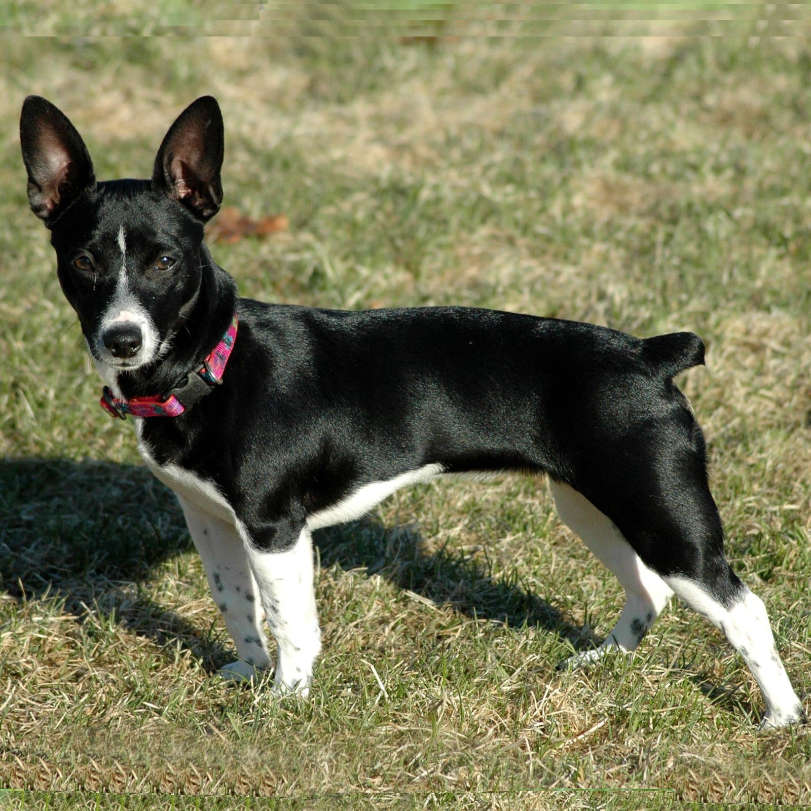 Teddy Roosevelt Terrier