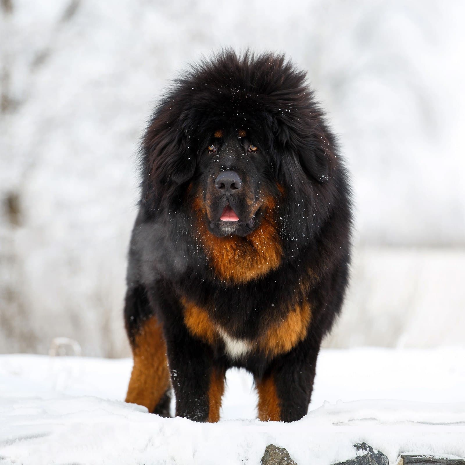 Tibetan Mastiff