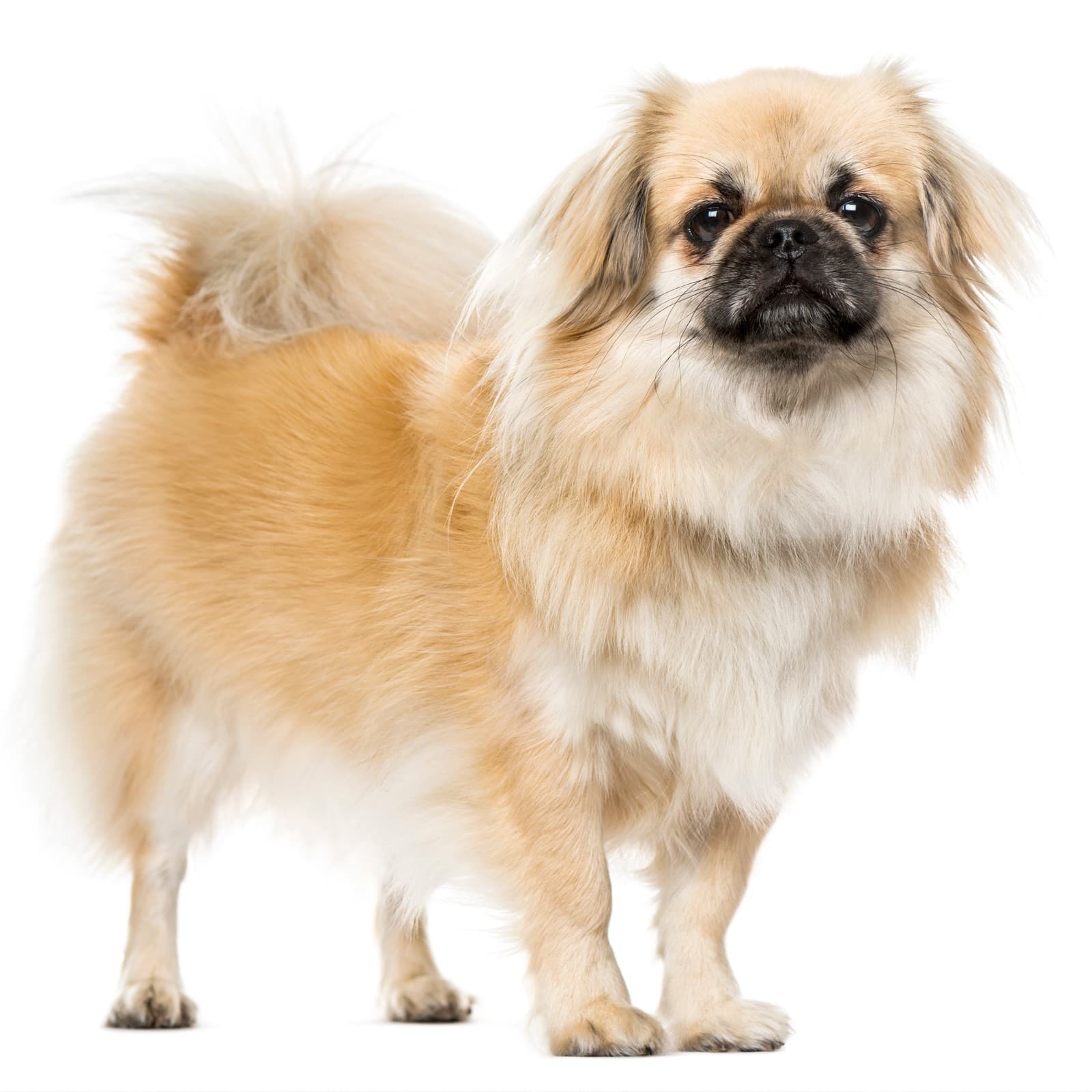 Tibetan Spaniel