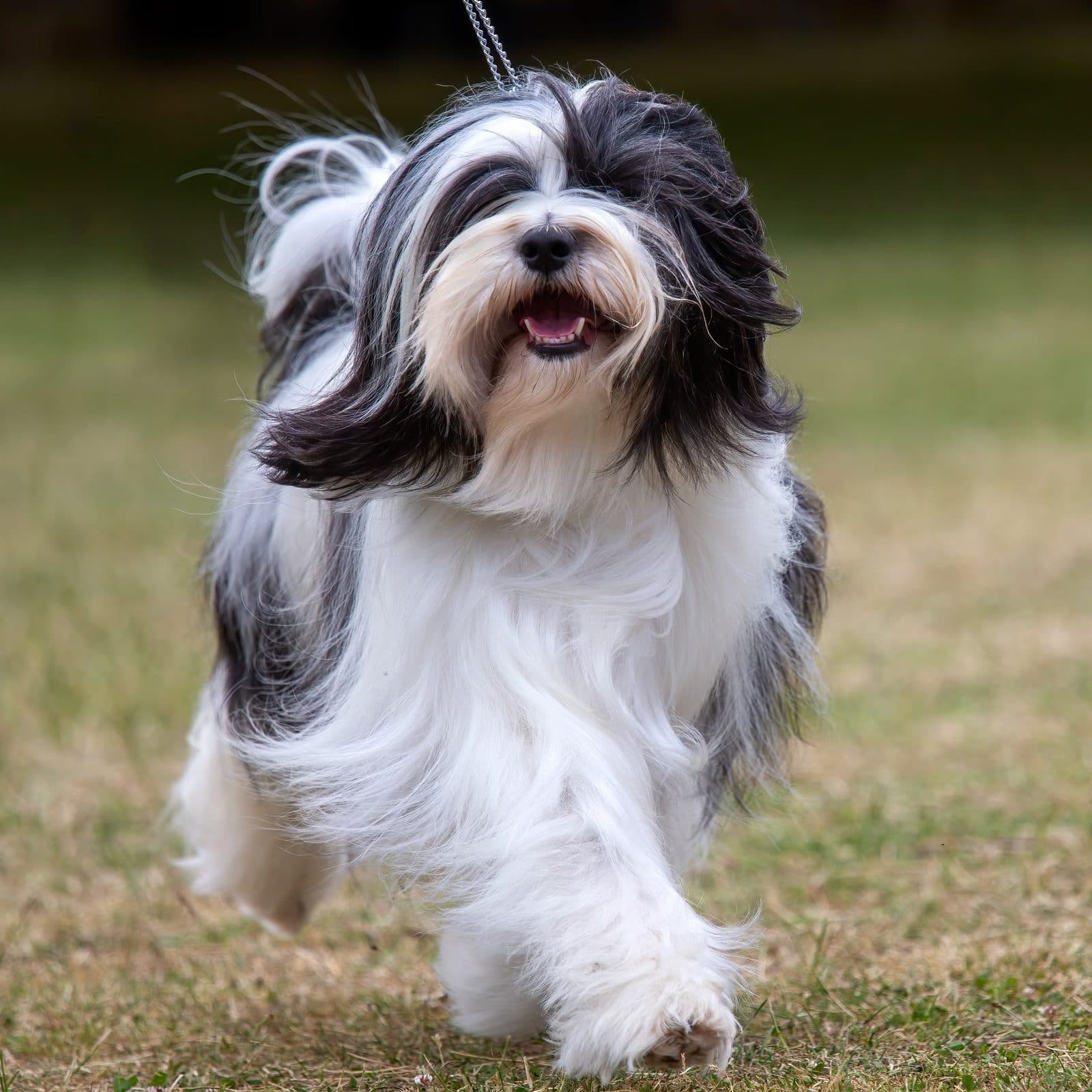Tibetan Terrier