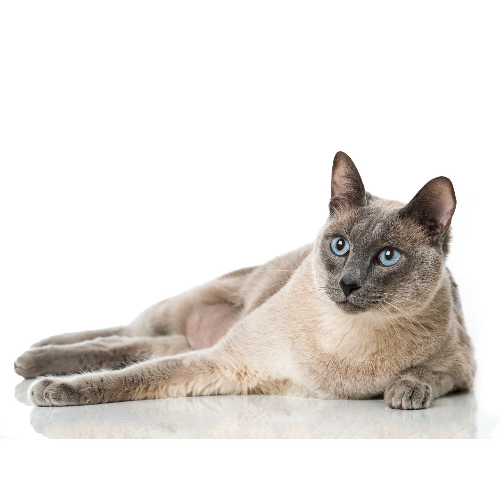 Tonkinese