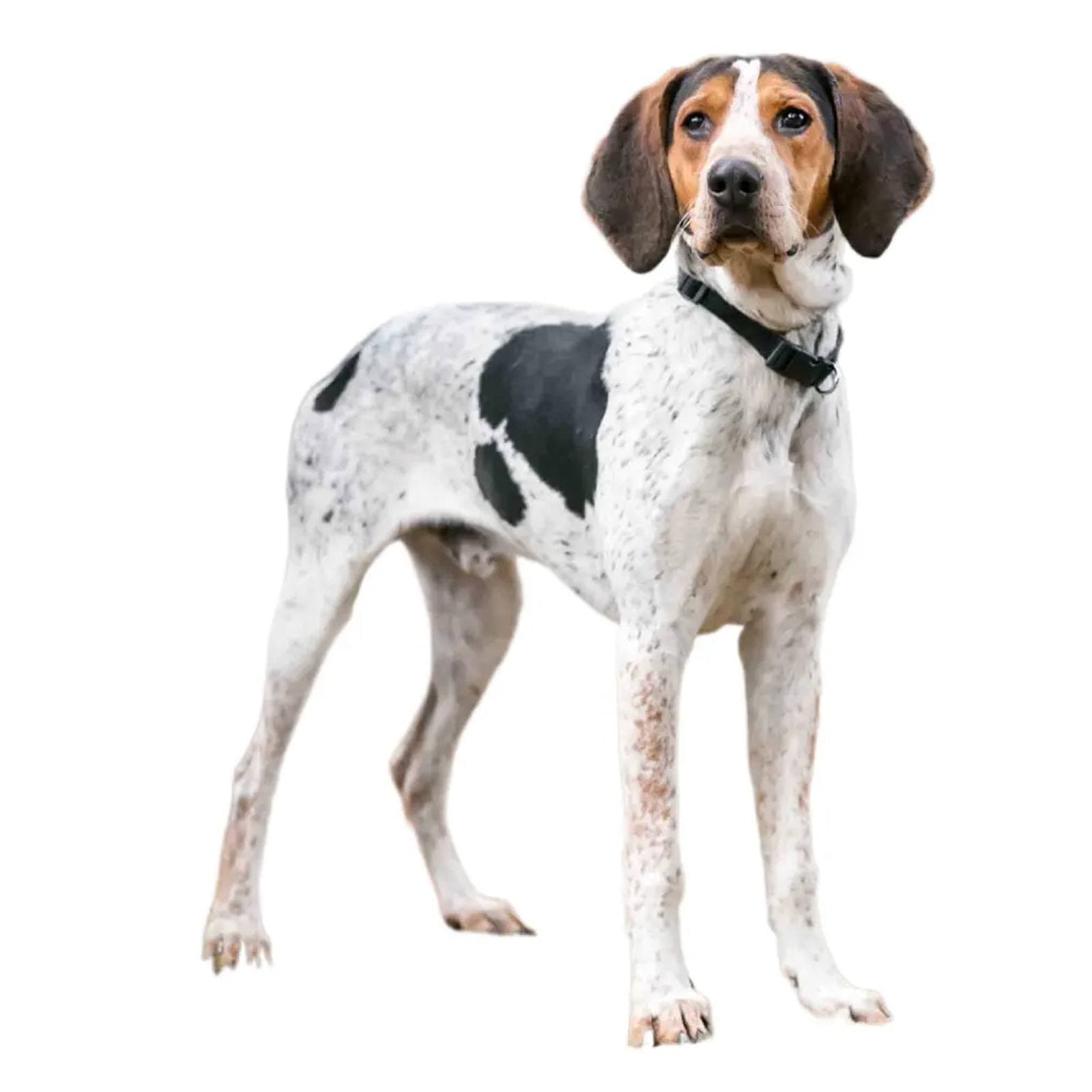 Treeing Walker Coonhound