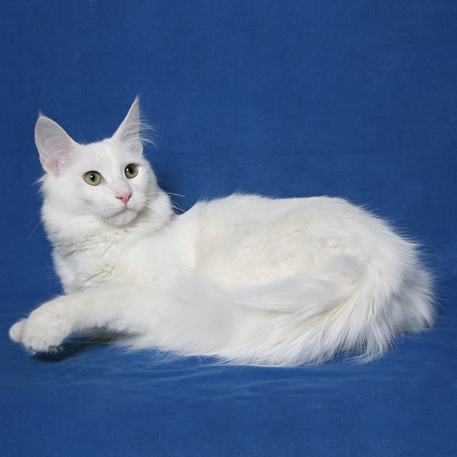 Turkish Angora
