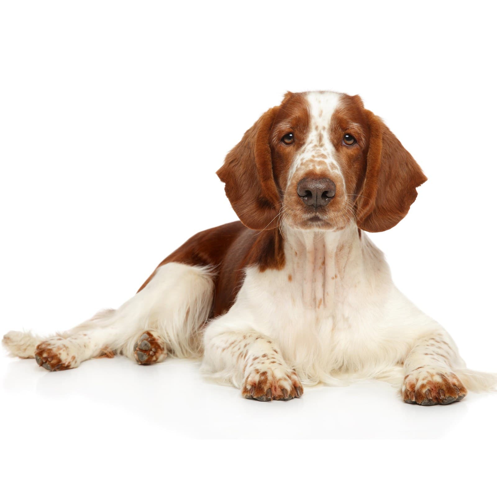 Welsh Springer Spaniel