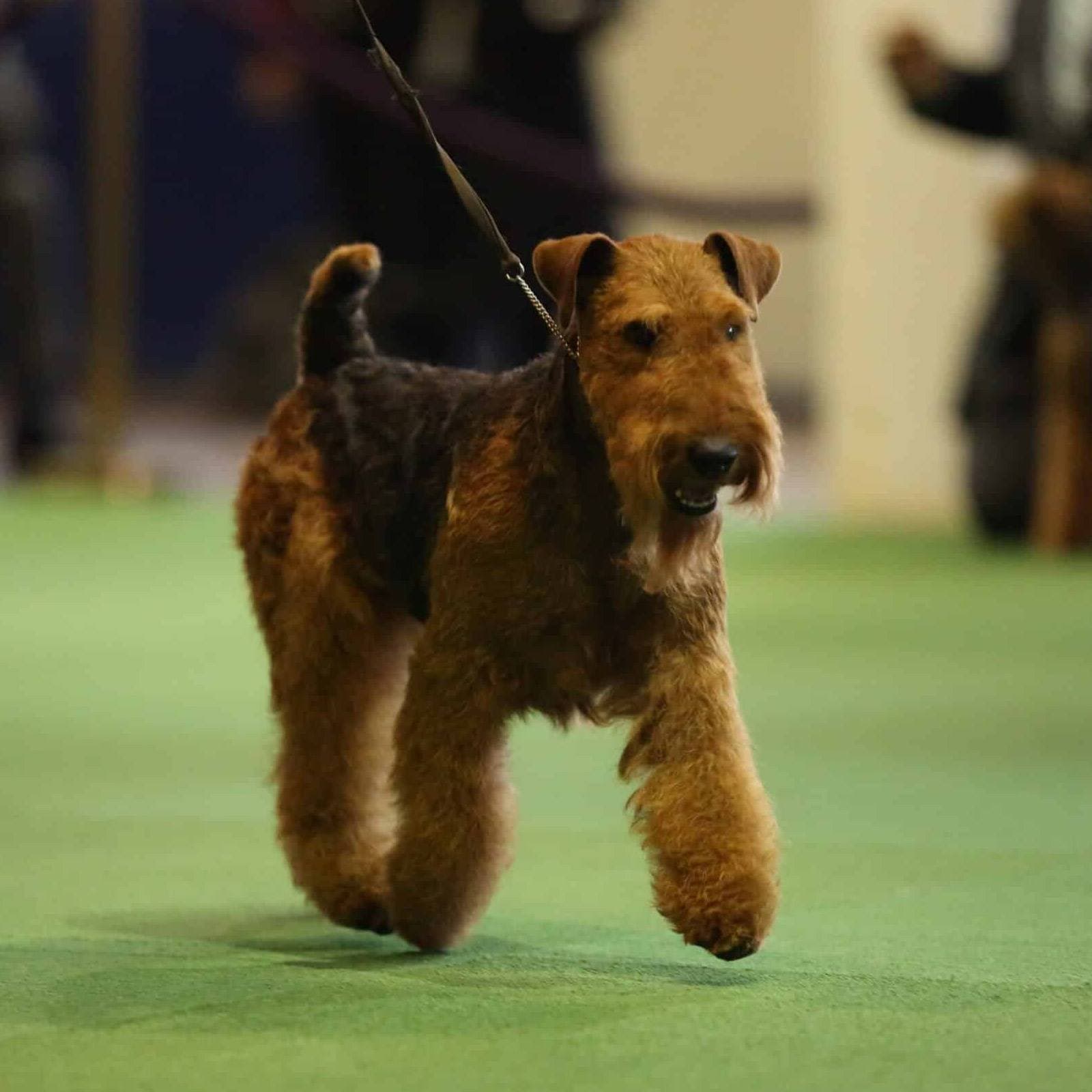 Welsh Terrier