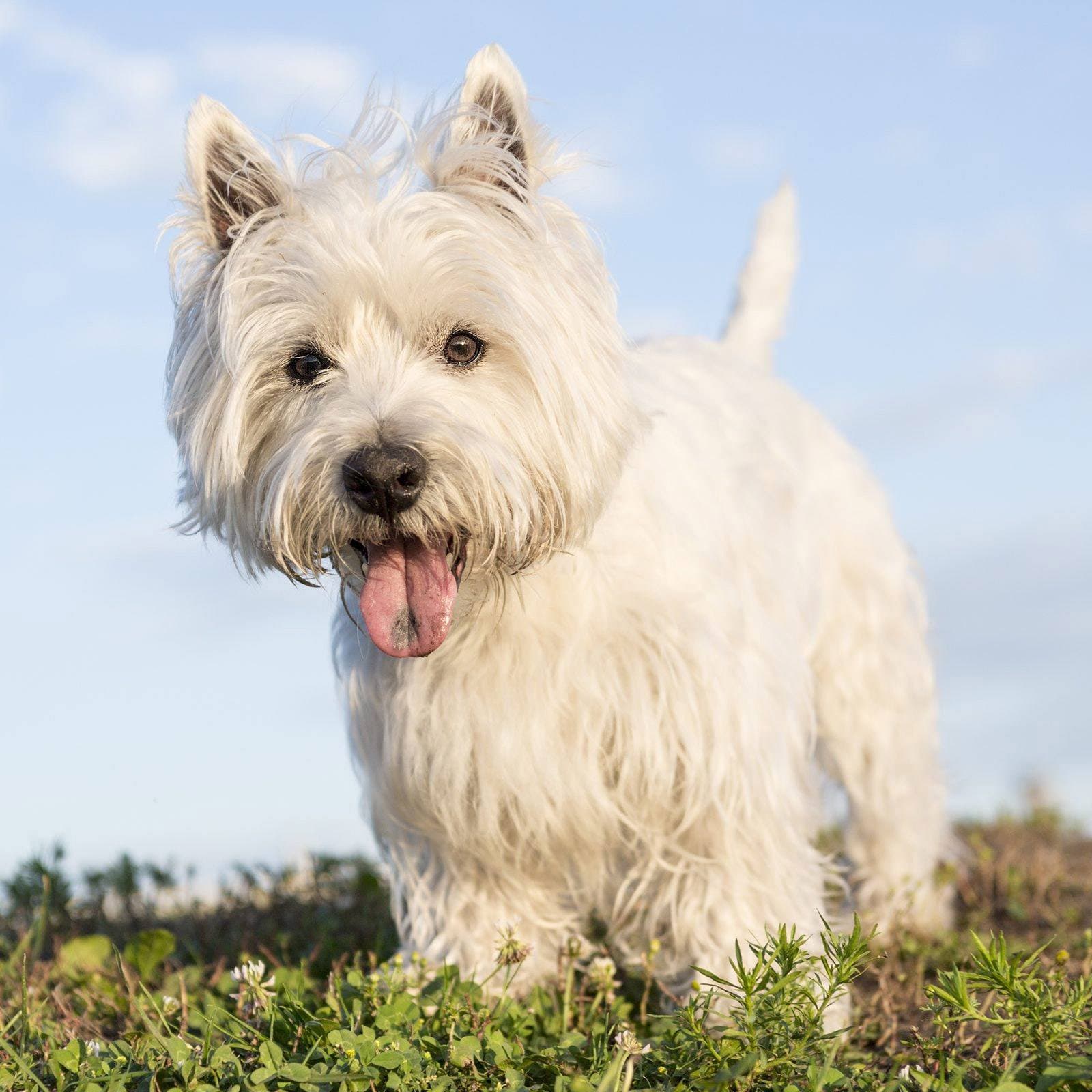 West Highland White Terrier