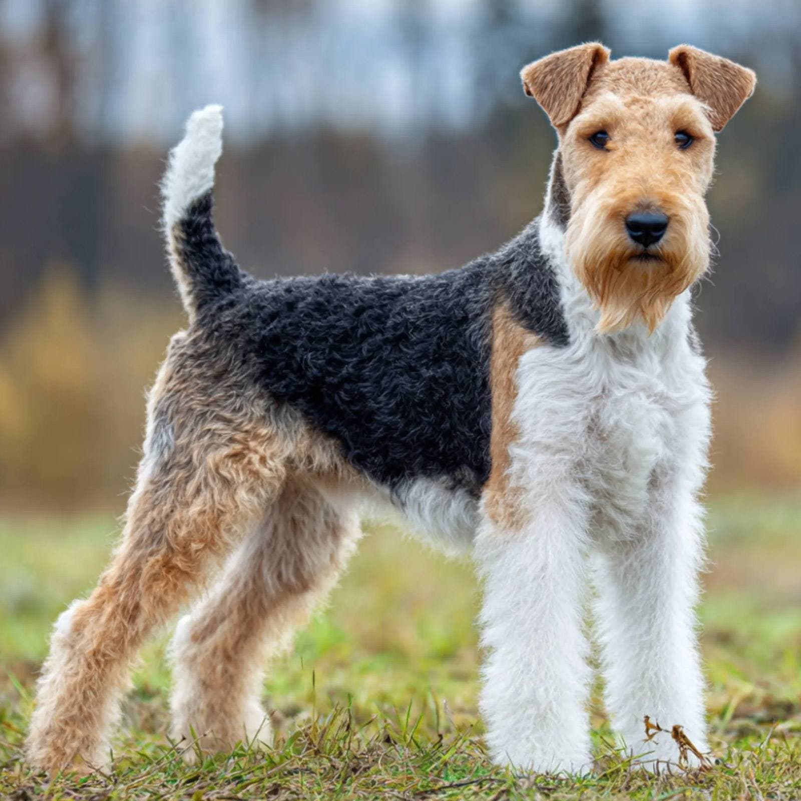 Wire Fox Terrier