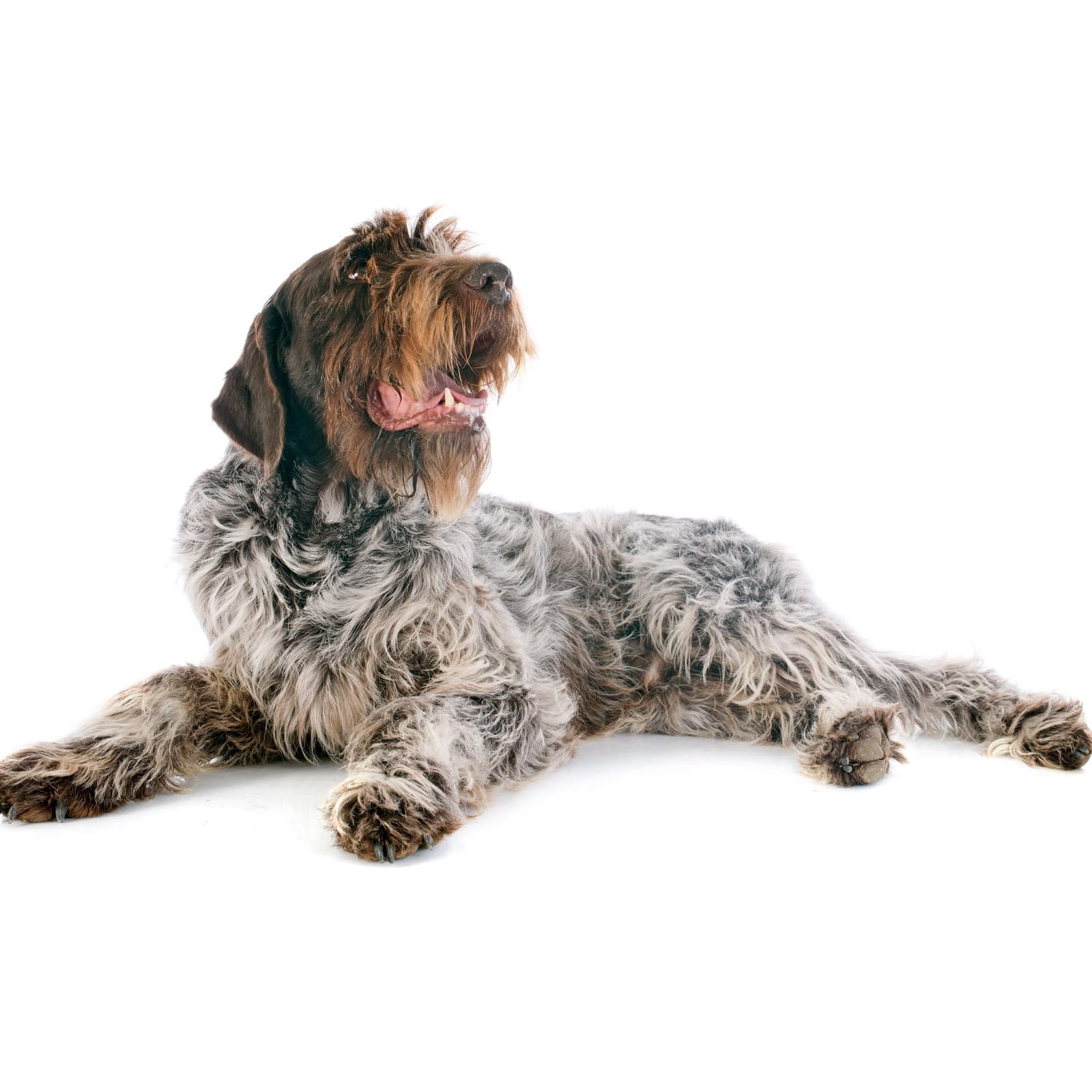 Wirehaired Pointing Griffon