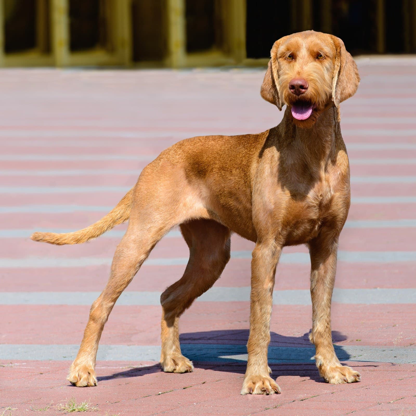 Wirehaired Vizsla