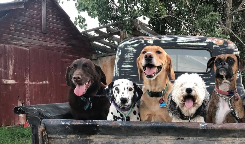 Humane Society of the Upper Valley