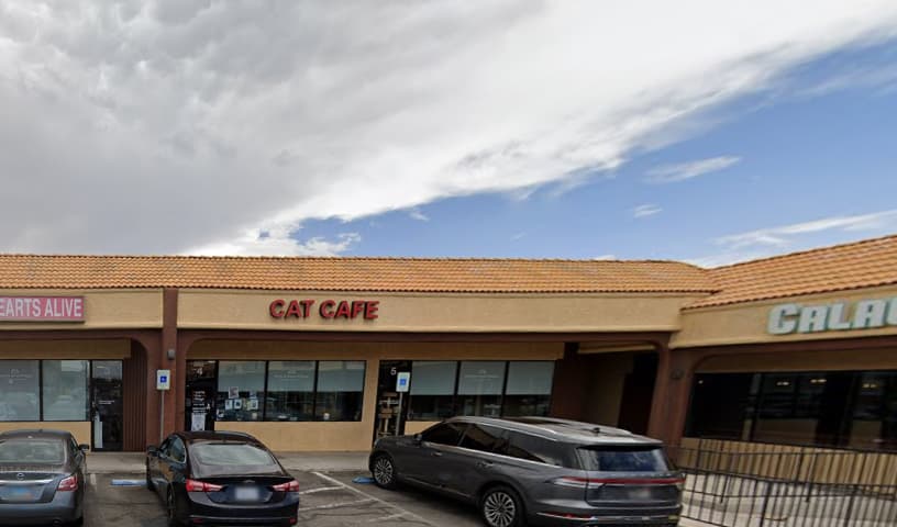 Hearts Alive Village Cat Cafe