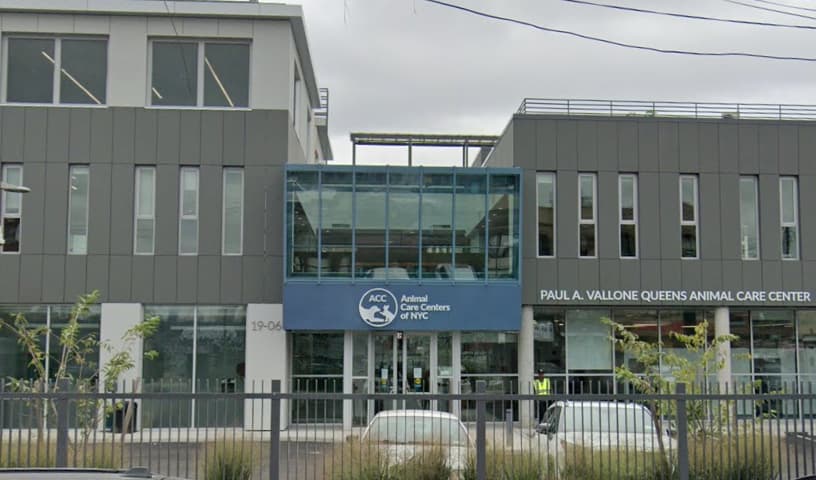 Animal Care Centers of NYC - Queens