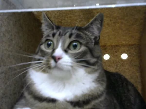 Ayla - Domestic Shorthair