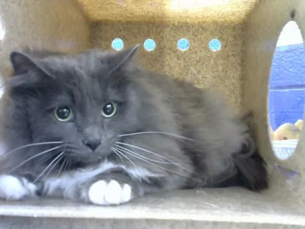 Kingdom - Domestic Longhair