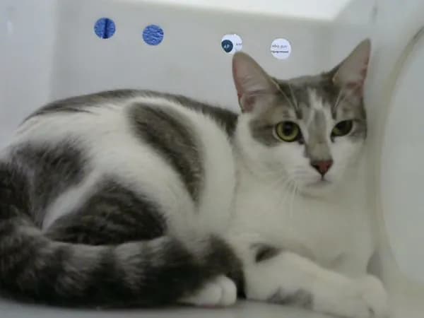 Harry - Domestic Shorthair mix