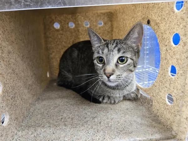 Nima - Domestic Shorthair mix