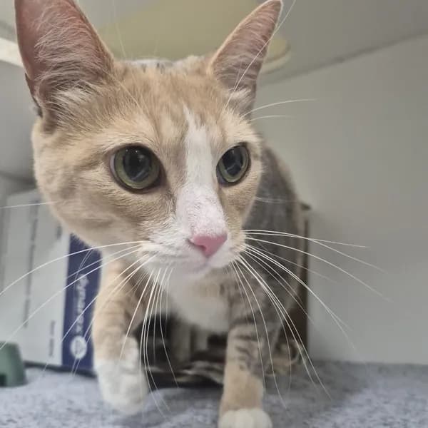 Tokio - Domestic Shorthair