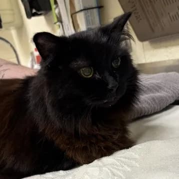 Clementine - Domestic Longhair / Mix