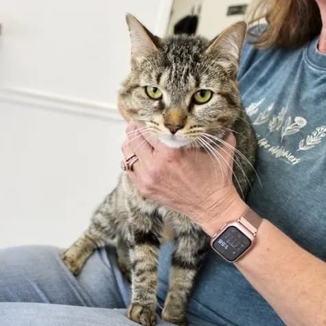 Pongo - Domestic Shorthair