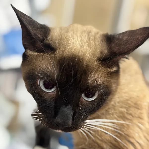 Jupiter - Siamese