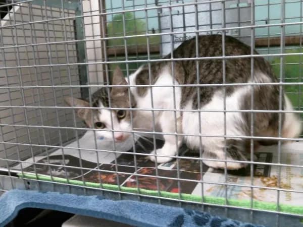 Jenny - Domestic Shorthair