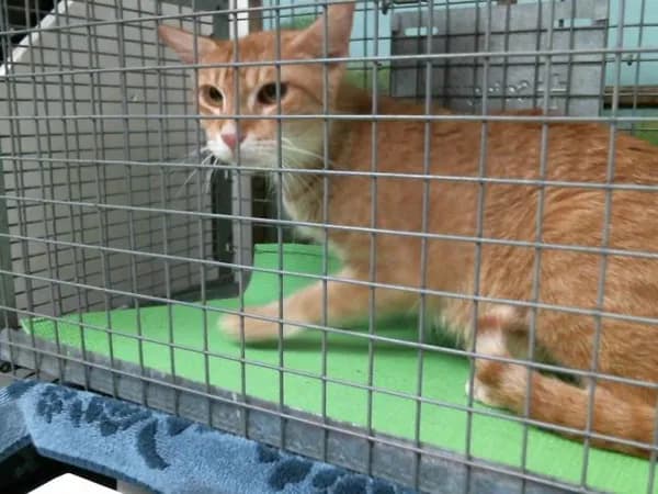 Briana - Domestic Shorthair