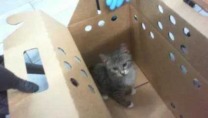 Kittie - Domestic Shorthair