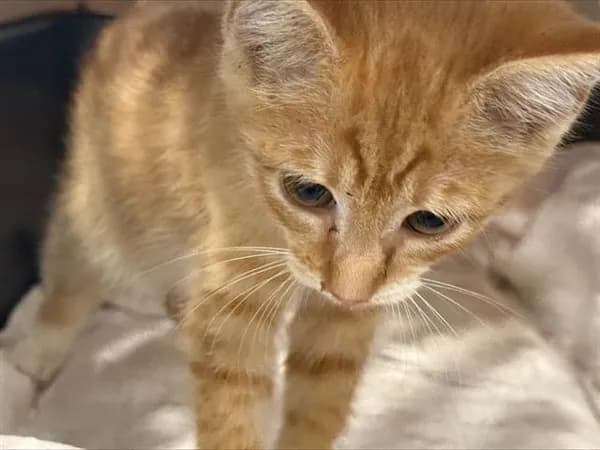 Lenny - Domestic Shorthair