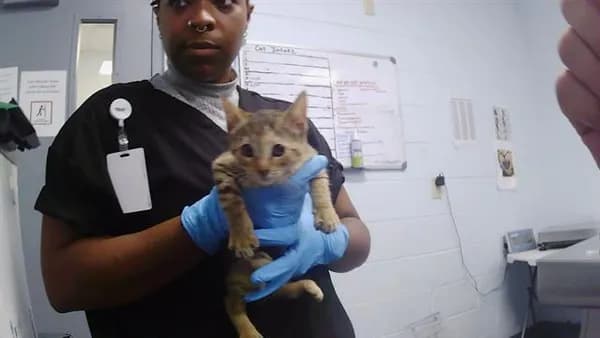 Unnamed - Domestic Shorthair